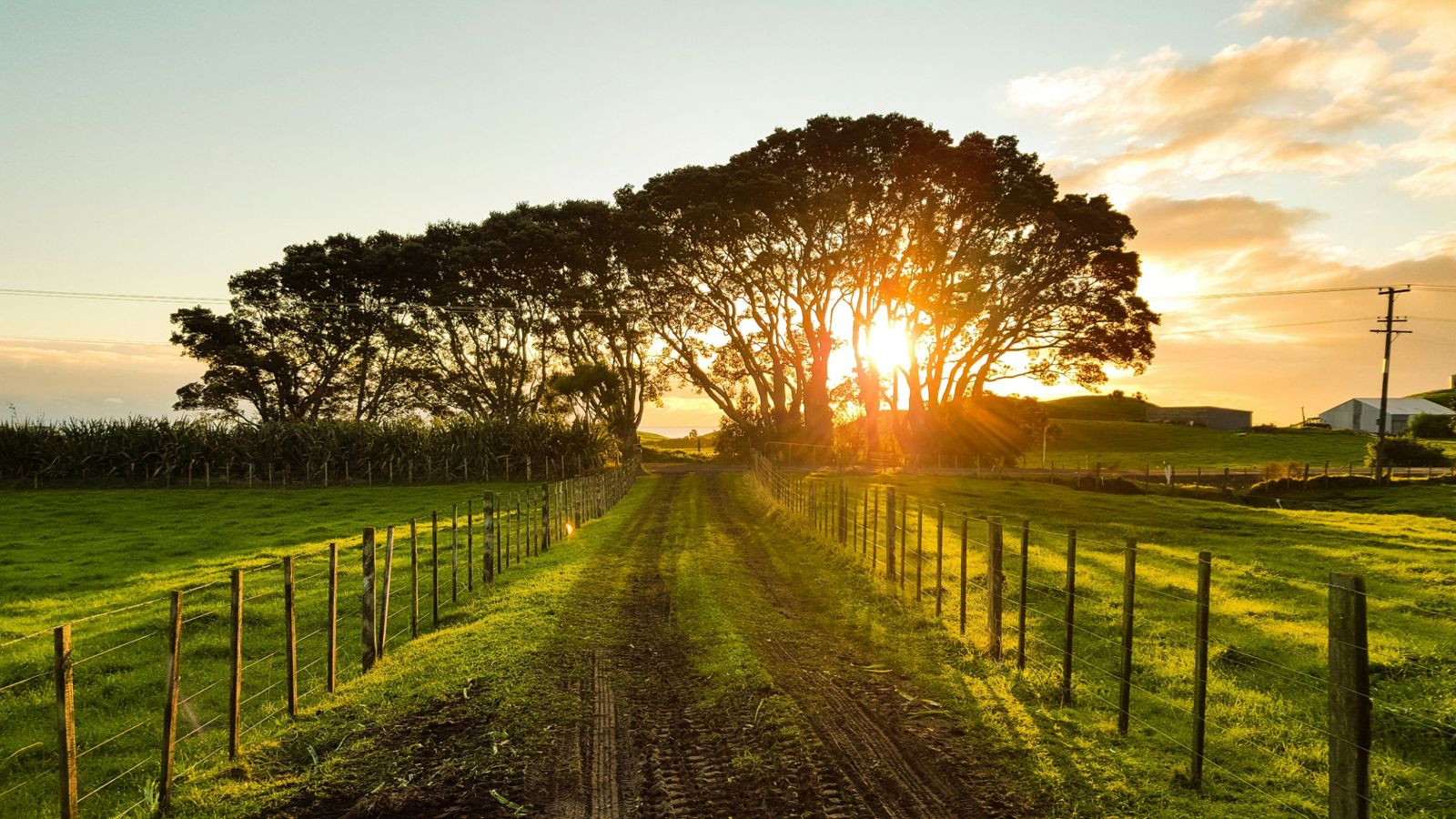 Un chemin de campagne tranquille au coucher du soleil, entre deux clôtures, menant vers un bosquet